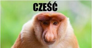 A monkey saying "Hello" in Polish on the green background